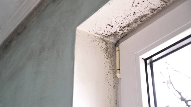 Best Office Mold Removal Services  in Gerald, MO