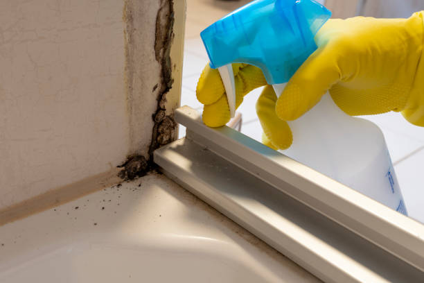 Best Certified Mold Removal  in Gerald, MO