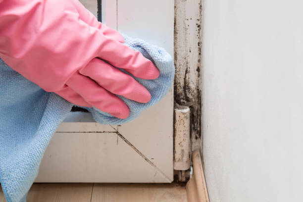 Certified Mold Removal in Gerald, MO