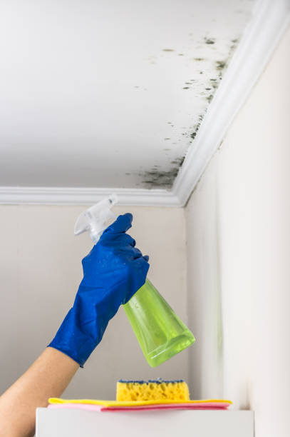 Reliable Gerald, MO Mold Removal Solutions