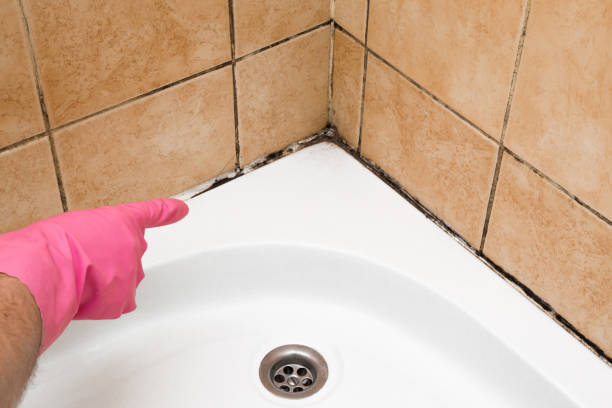 Best Black Mold Removal  in Gerald, MO